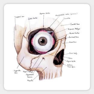 Spooky Eye Anatomy Magnet